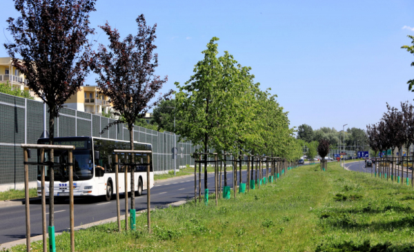 Na zdjęciu: trawa przy Trasie Średnicowej i przejeżdzający obok autobus