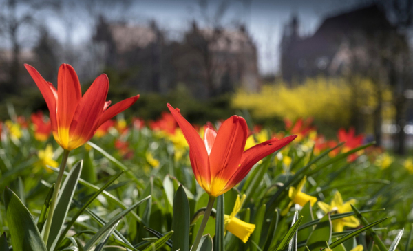 Kwitnące tulipany i żonkile w rejonie pomnika Jana Pawła II