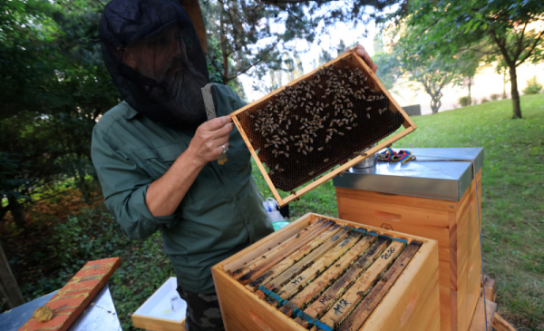 Zdjęcie przedstawia pszczelarza w Miejskiej Pasiece Pokazowej
