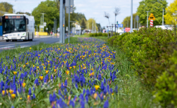 Na zdjeciu: niebieskie i żółte kwiaty wśród trawy. obok jezdnia