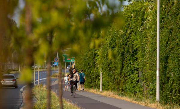 Na zdjęciu: porośnięte pnączami ekrany akustyczne oraz drzewa rosnące wzdłuż ścieżki rowerowej przy Trasie Średnicowej
