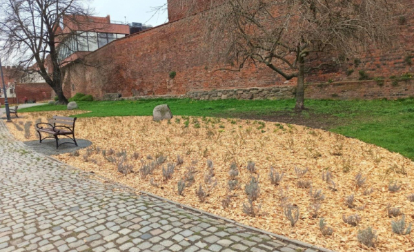 Na zdjęciu: nowo nasadzone małe krzaczki w tle mury zamku krzyżackiego
