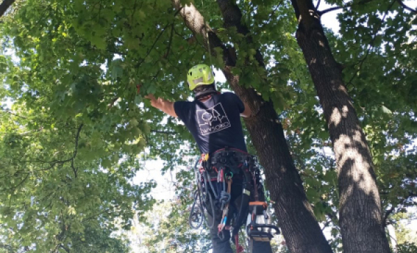 Na zdjęciu: zabezpieczony pracownik wspisa się na drzewo, by usuinąć jemiołę