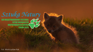 Plakat informujący o festiwalu Sztuka Natury - mały lis siedzi wśród traw, w tle zachodzące słońce