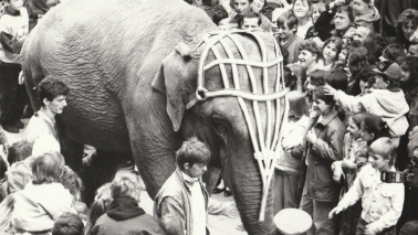 zdjęcie słonia na ul. Szerokiej, z archiwum "Nowości"