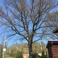 Johann - Dąb szypułkowy Quercus robur L. o obwodzie pnia 332 cm, rosnący na Ogrodu Zoobotanicznego w Toruniu