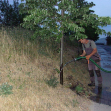 Toruń dba o zieleń w czasie suszy