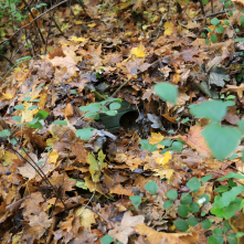 Pod jesiennymi liśćmi widać drewnianą budkę dla jeży