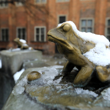 Żabka w fontannie Flisaka w śniegu na Rynku Staromiejskim, fot. Sławomir Kowalski