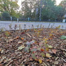 Nowe nasadzenia przy Chopina i Bydgoskiej