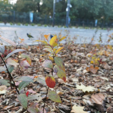 Nowe nasadzenia przy Chopina i Bydgoskiej