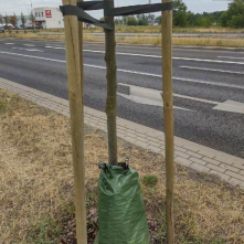 Toruń dba o zieleń w czasie suszy