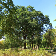 Sultan - Dąb szypułkowy Quercus robur L. o obwodzie pnia 347 cm, rosnący na terenie tzw. Parku Glazja;