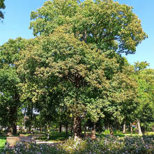 Jacobi - Klon jawor Acer pseudoplantus L. o obwodzie pnia 284 cm, rosnący na terenie tzw. Parku Glazja
