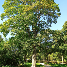 Weese - Klon jawor Acer pseudoplantus L. o obwodzie pnia 292 cm, rosnący na terenie tzw. Parku Glazja