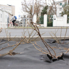Nowo nasadzone krzewy róży, podłoże przykryte jest czarną folią, w tle widać jadącego rowerzystę