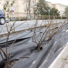 Nowo nasadzone krzewy róży, podłoże przykryte jest czarną folią, w tle widać jezdnię i przejeżdżający samochód
