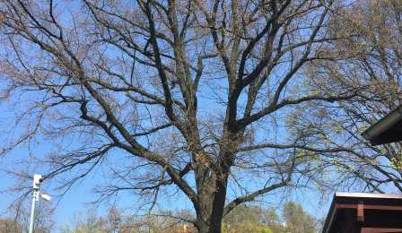 Johann - Dąb szypułkowy Quercus robur L. o obwodzie pnia 332 cm, rosnący na Ogrodu Zoobotanicznego w Toruniu
