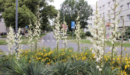 Na zdjęciu widać kwiaty rosnące na rondzie Zbigniewa Herberta