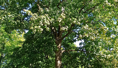 Thomas - Klon jawor Acer pseudoplantus L. o obwodzie pnia 261 cm, rosnący na terenie tzw. Parku Glazja