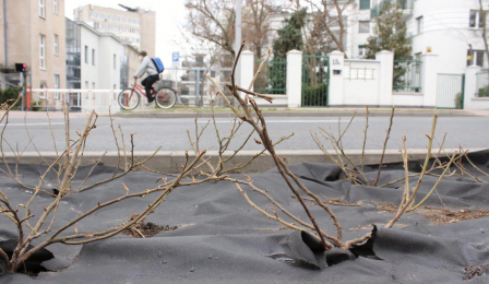 Nowo nasadzone krzewy róży, podłoże przykryte jest czarną folią, w tle widać jadącego rowerzystę