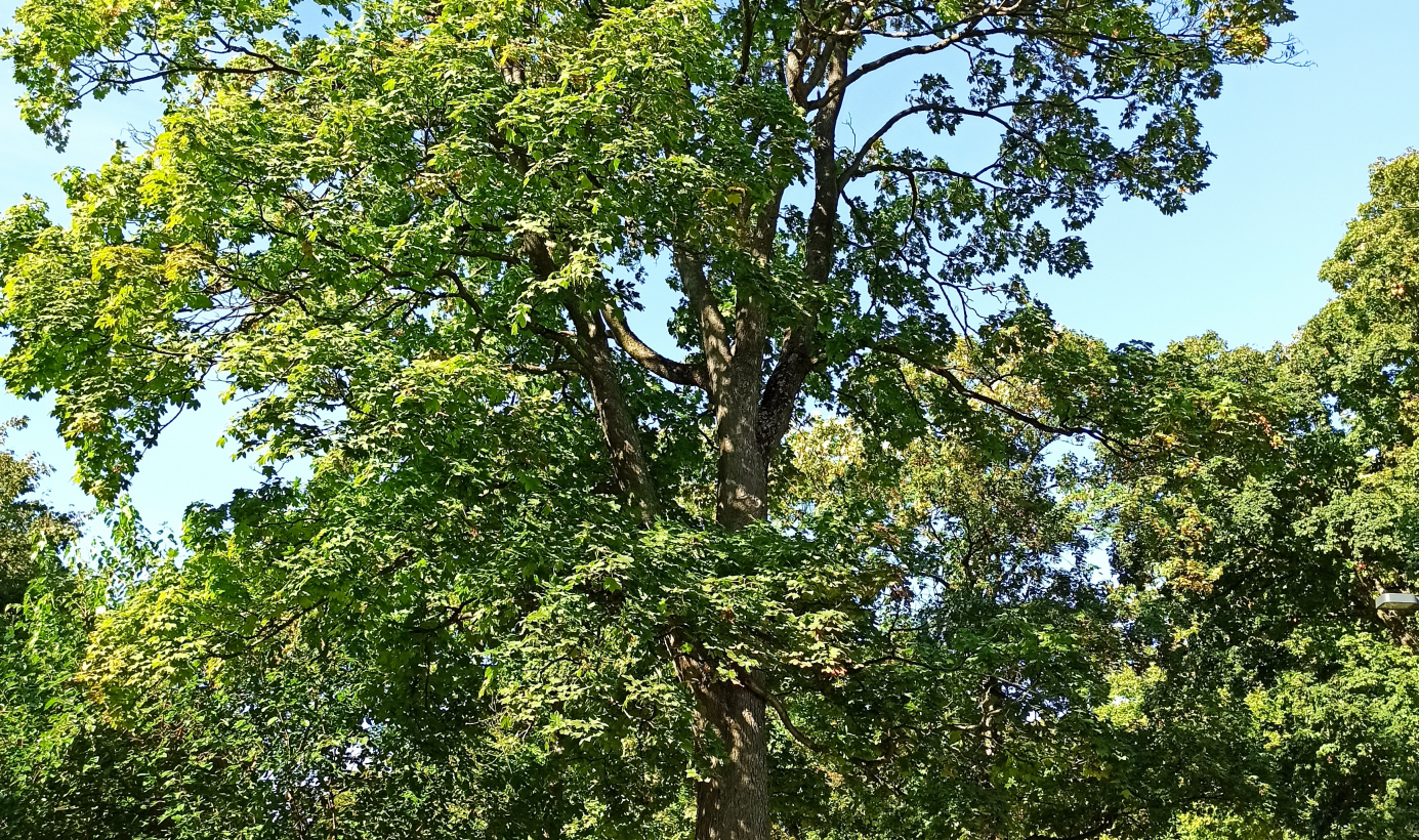Weese - Klon jawor Acer pseudoplantus L. o obwodzie pnia 292 cm, rosnący na terenie tzw. Parku Glazja